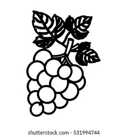 Isolated grapes fruit design