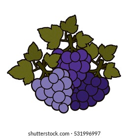 Isolated grapes fruit design
