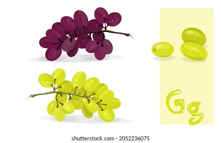 Uvas aisladas. Rama vectorial. Nutrición saludable, categoría de fruta. Uva.