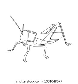 isolated grasshopper, continuous single line vector