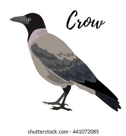 Isolated gray crow bird on a white background, vector illustration, hand drawn