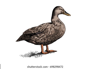 Isolated gray duck on the white background
