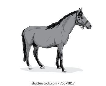 isolated gray standing horse - illustration