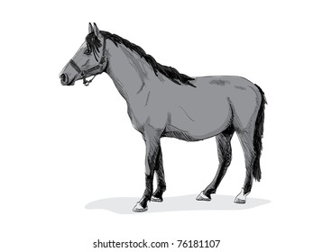 isolated gray standing horse - illustration