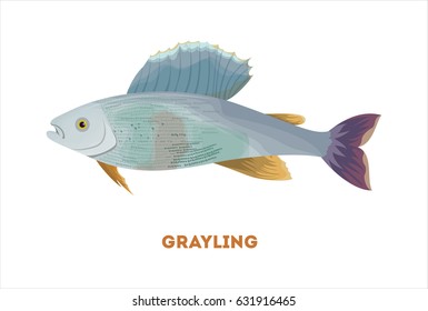 Isolated grayling fish on white background. Fresh food.