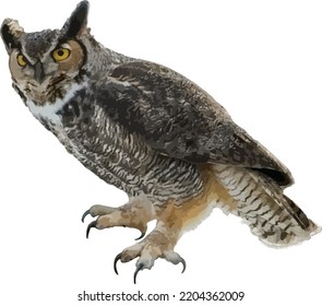 Isolated Great Horned Owl
(Bubo virginianus) Bird of Prey 