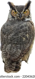 Isolated Great Horned Owl
(Bubo virginianus) Bird of Prey 