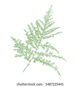 isolated green Asparagus Fern or Plumosa Fern, plant vector illustration on white background