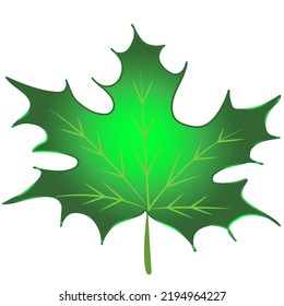 
Isolated green autumn leaf. Shown on a white background.