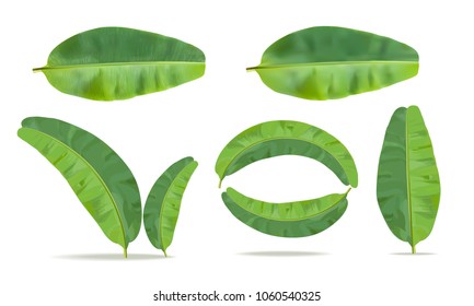 Isolated green banana leaf on white background,vector illustration