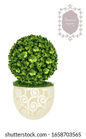 Isolated green boxwood topiary, garden plant, vector background.Plant for the landscape.English boxwood, evergreen dwarf shrubs.
