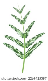 Rama verde aislada de una planta con hojas diminutas. Diseño en colores planos.