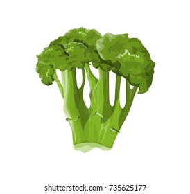 Isolated green broccoli cabbage on white background.