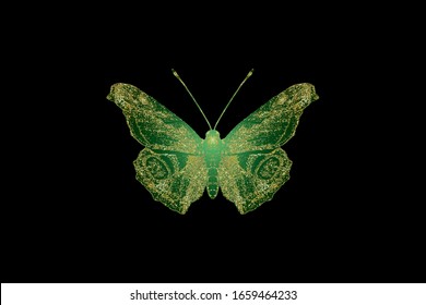 Isolated green butterfly with a golden pattern on the wings. Black background