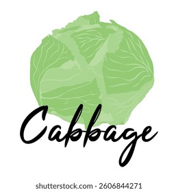 Isolated green cabbage on white background.