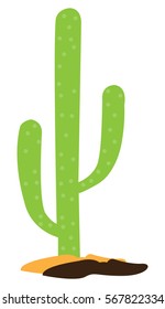 Isolated green cactus on a white background, Vector illustration