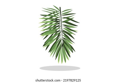Einzeln grünes Kokosnussblatt auf weißem Hintergrund 