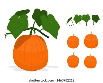 Isolated green components  of pumpkins on transparent background
