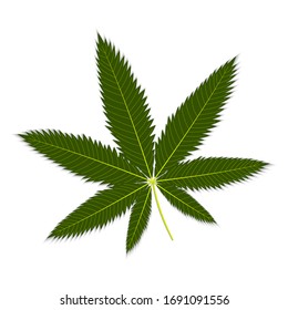 hoja de cáñamo verde aislada en fondo blanco, ilustración vectorial