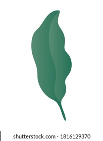 Diseño de hojas verdes aisladas de naturaleza floral natural y tema vegetal Ilustración vectorial