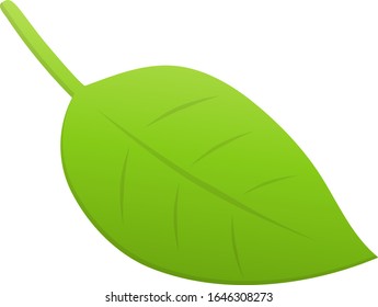 Material de ilustración de hojas verdes aisladas.