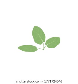 Isolated green leaf on a white background