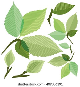 Isolated green leaf of the tree without gradient
