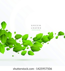 isolated green leaves floating background