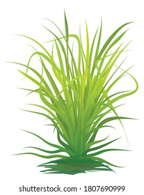 isolated green lemon grass on white background vector design