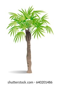 Isolated green palm.