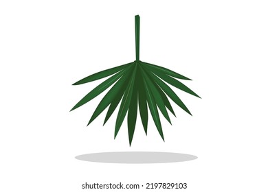 Isolated green palm on a white background 