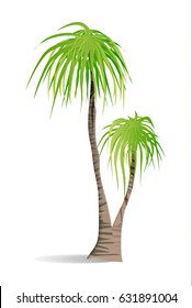 Isolated green palm on white background. Tropic exotic landscape.