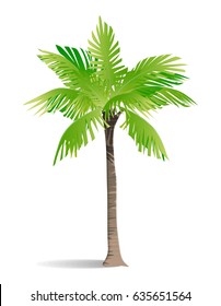 Isolated green palm on white background. Tropic exotic landscape.