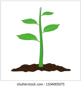 Isolated green small tree is grown on the soil