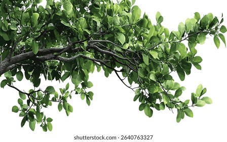 Isolated green tree branch leaves corner, tropic green leaves foreground, tropical foliage close up, lush nature backdrop, botanical composition, vivid green leaves, tropical forest plant