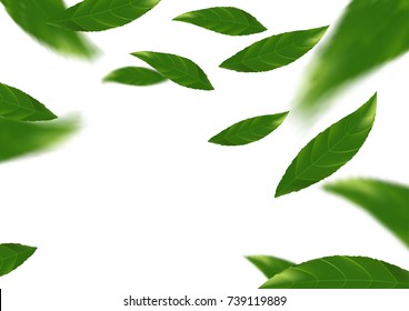 Isolated green tree leaves flying over white background. Realistic refreshing spring minimal layout. Vector illustration