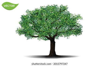 árbol verde aislado sobre fondo blanco. Un solo árbol grande en un vector ilustrativo. Concepto de decoración paisajista de árboles en diseño de jardín.