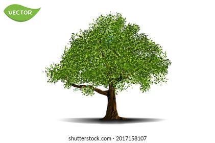 Árbol verde aislado sobre fondo blanco. Un solo árbol grande en un vector ilustrativo. Concepto de decoración paisajista de árboles en diseño de jardín.