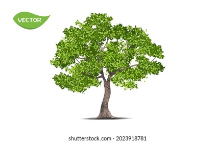 Árbol verde aislado sobre fondo blanco. Un solo árbol tropical en un vector ilustrativo. Concepto de decoración paisajística de árboles en jardín y diseño arquitectónico