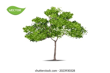 Isolated green tree on white background. Single tropical tree in vector illustrative. Concept for landscaped decoration of tree in garden and architectural design