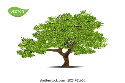 Isolated green tree on white background. Single tropical tree in vector illustrative. Concept for landscaped decoration of tree in garden and architectural design