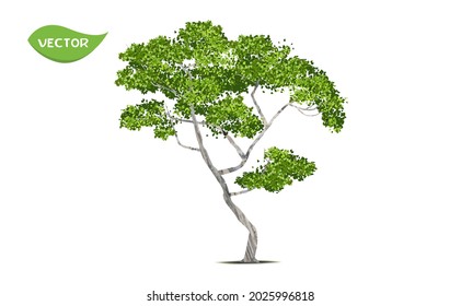 Isolated green tree on white background. Single tropical tree in vector illustrative. Concept for landscaped decoration of tree in garden and architectural design