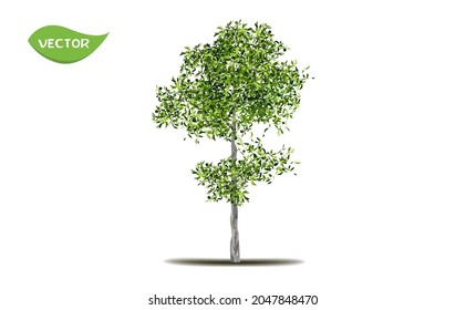 Árbol verde aislado sobre fondo blanco. Un solo árbol tropical en un vector ilustrativo. Concepto de decoración paisajística de árboles grandes en jardín y diseño arquitectónico