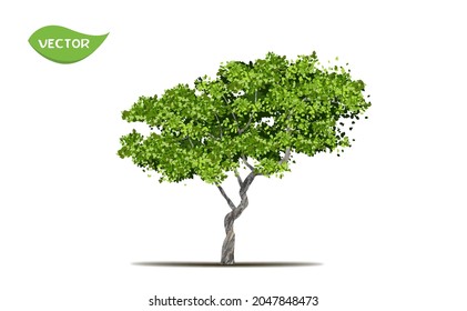 Isolated green tree on white background. Single tropical tree in vector illustrative. Concept for landscaped decoration of big tree in garden and architectural design