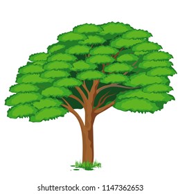 isolated green tree vector design