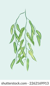 Isolated green willow branch in vector illustration 