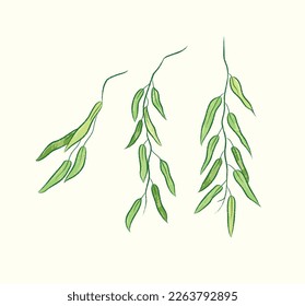 Isolated green willow branch in vector illustration 