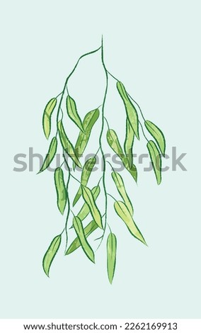 Isolated green willow branch in vector illustration 