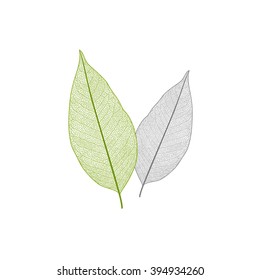 Isolated green and yellow leaf with veins.