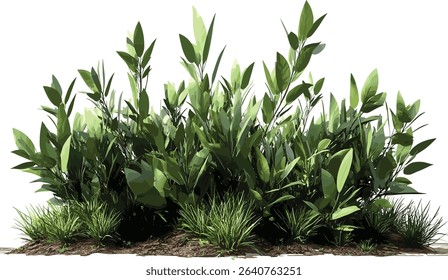Isolated greenery shrubs garden plants, transparent background plants, garden greenery, plants on transparent background, shrubbery isolated, nature garden plants